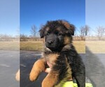Small Photo #8 German Shepherd Dog Puppy For Sale in SOMERVILLE, OH, USA