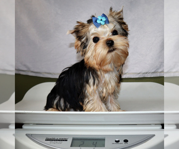 Medium Photo #5 Yorkshire Terrier Puppy For Sale in LOS ANGELES, CA, USA
