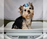 Small #4 Yorkshire Terrier
