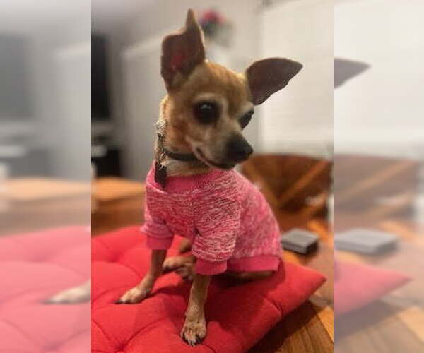 Medium Photo #1 Chihuahua-Unknown Mix Puppy For Sale in Davis, CA, USA