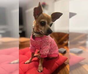 Chihuahua-Unknown Mix Dogs for adoption in Davis, CA, USA