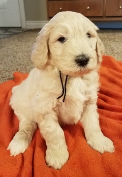 Medium Photo #1 Goldendoodle Puppy For Sale in REXBURG, ID, USA