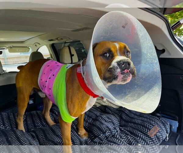 Medium Photo #3 Boxer Puppy For Sale in Austin, TX, USA
