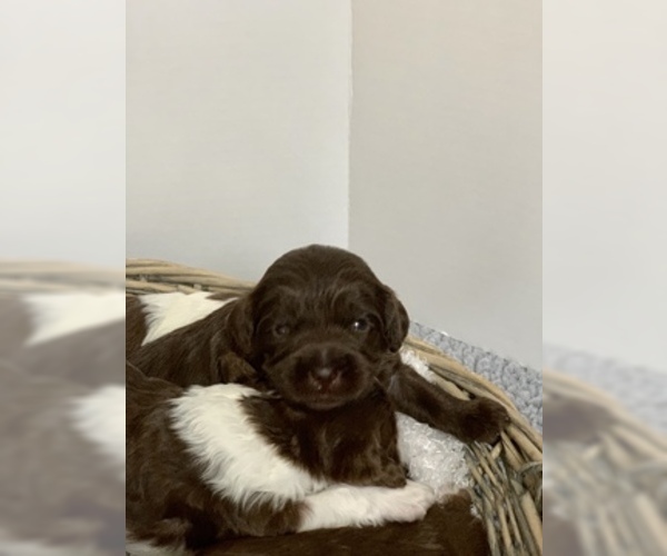 Medium Photo #2 Labradoodle Puppy For Sale in CRESTLINE, OH, USA