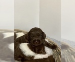 Small Photo #2 Labradoodle Puppy For Sale in CRESTLINE, OH, USA