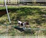 Small Photo #19 German Shorthaired Pointer Puppy For Sale in EDGEMOOR, SC, USA