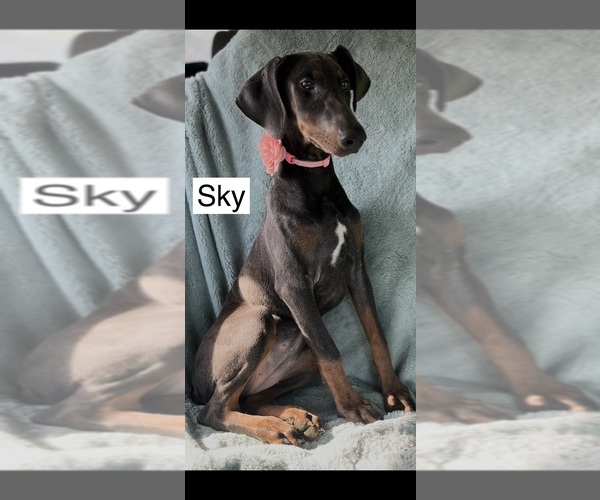 Medium Photo #7 Doberman Pinscher Puppy For Sale in POMEROY, OH, USA