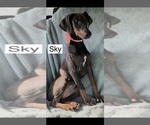 Small #6 Doberman Pinscher