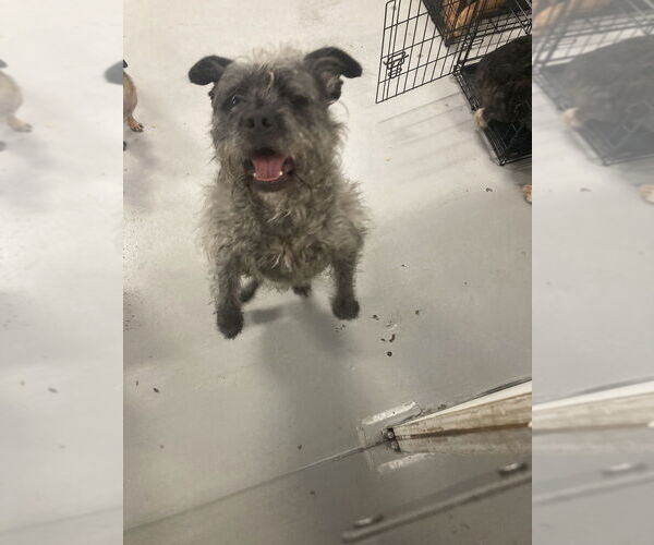 Medium Photo #2 Mutt Puppy For Sale in Studio City, CA, USA