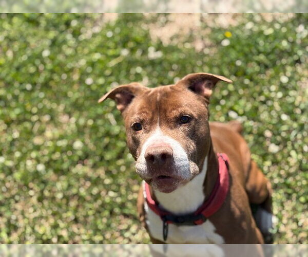 Medium Photo #3 Mutt Puppy For Sale in Tulsa, OK, USA