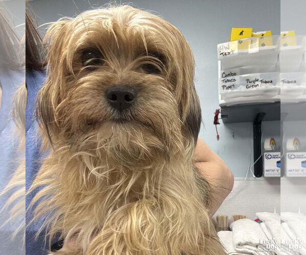 Medium Photo #2 Mutt Puppy For Sale in Washington, DC, USA