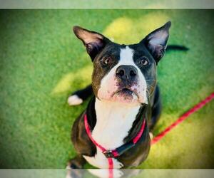 Mutt Dogs for adoption in Orlando, FL, USA