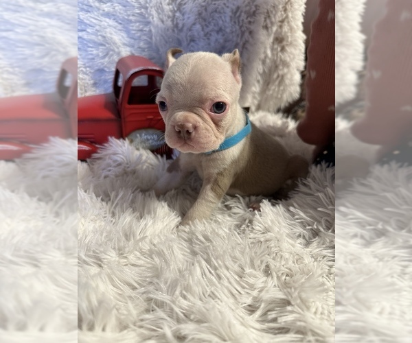 Medium Photo #1 Boston Terrier Puppy For Sale in BOWLING GREEN, KY, USA