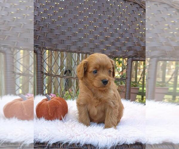 Medium Photo #32 Cock-A-Poo-Poodle (Miniature) Mix Puppy For Sale in SALEM, MO, USA