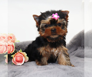 Yorkshire Terrier Puppy for sale in LOS ANGELES, CA, USA