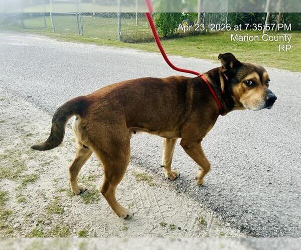 Medium Photo #1 Black Mouth Cur-Unknown Mix Puppy For Sale in Ocala, FL, USA