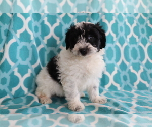 Aussie-Poo Puppy for sale in SHILOH, OH, USA