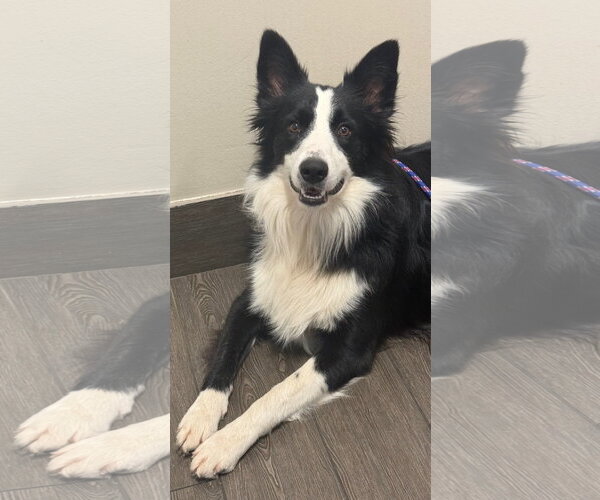 Medium Photo #1 Border Collie Puppy For Sale in Valrico, FL, USA