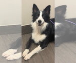 Dash - Male Border Collie Dog for Adoption - Small photo