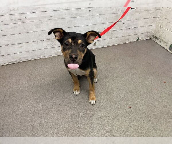 Medium Photo #1 American Pit Bull Terrier Puppy For Sale in San Bernardino, CA, USA