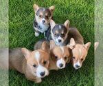 Small #1 Pembroke Welsh Corgi