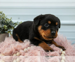 Small Photo #18 Rottweiler Puppy For Sale in BRYANT, IN, USA