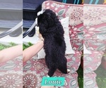 Small #4 Bernese Mountain Dog