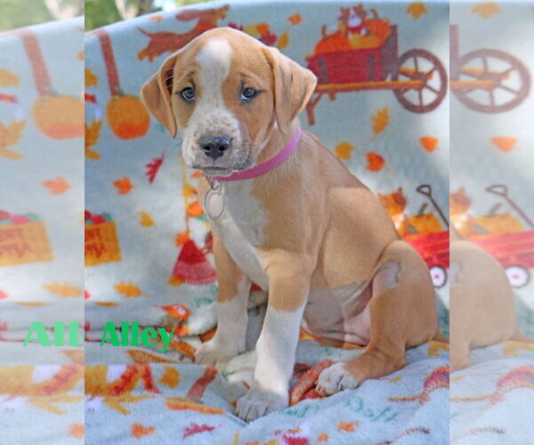 Medium Photo #3 American Pit Bull Terrier-Unknown Mix Puppy For Sale in Wakefield, RI, USA