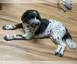Small #1 Poodle (Standard) Mix