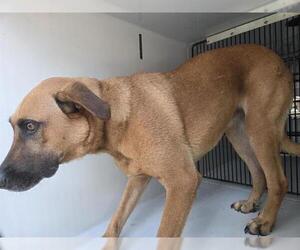 German Shepherd Dog-Unknown Mix Dogs for adoption in Houston, TX, USA