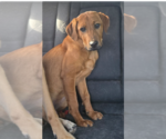 Small #3 Mutt