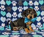 Small Photo #1 Dachshund Puppy For Sale in HONEY BROOK, PA, USA