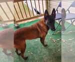 Mallory the Malinois located in South Carolina - Female Mutt Dog for Adoption - Small photo