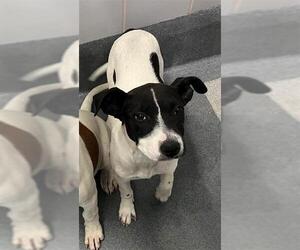 Mutt Dogs for adoption in San Antonio, TX, USA