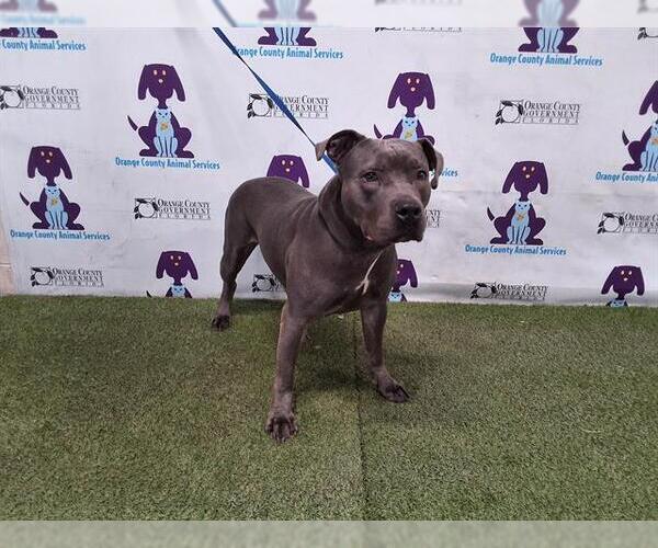 Medium Photo #1 American Pit Bull Terrier Puppy For Sale in Orlando, FL, USA