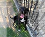 Small #1 Labrador Retriever