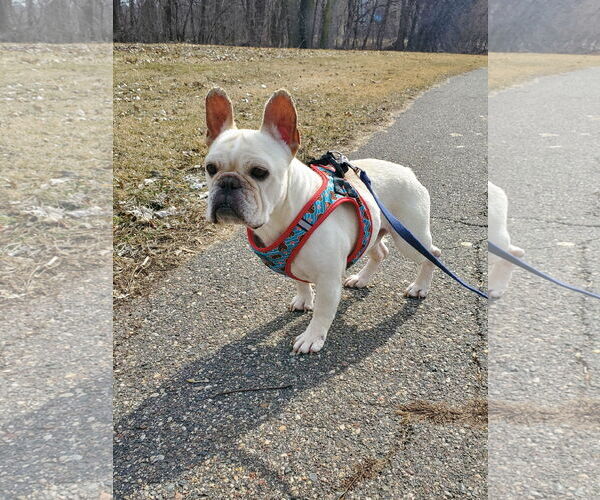 Medium Photo #17 French Bulldog Puppy For Sale in St. Louis Park, MN, USA