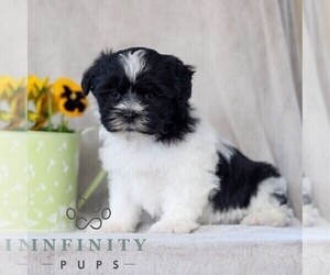 Zuchon Puppy for sale in GORDONVILLE, PA, USA