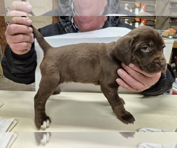 Medium Photo #2 Labany Puppy For Sale in MELFA, VA, USA