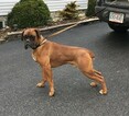Small Photo #1 Boxer Puppy For Sale in EAST EARL, PA, USA