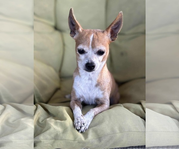 Medium Photo #3 Chipin Puppy For Sale in Princeton, MN, USA