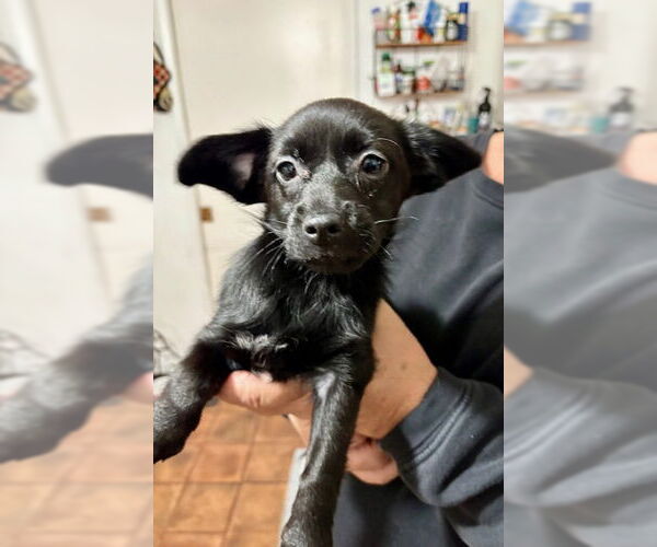 Medium Photo #2 Jack Tzu Puppy For Sale in Mesa, AZ, USA