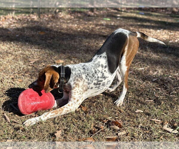 Medium Photo #24 Mutt Puppy For Sale in Rustburg, VA, USA