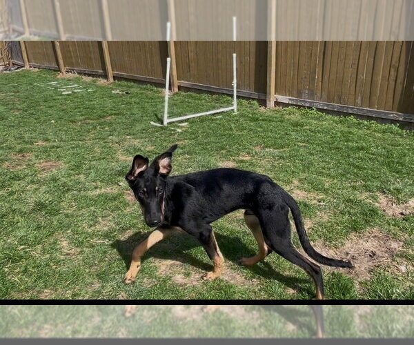 Medium Photo #2 Doberman Pinscher-Unknown Mix Puppy For Sale in Minneaoplis, MN, USA
