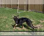 Small #1 Doberman Pinscher Mix