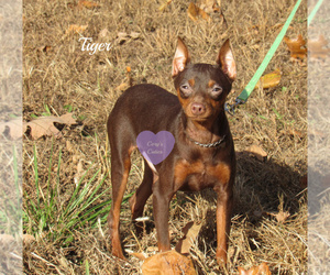Miniature Pinscher Puppy for sale in ELKLAND, MO, USA