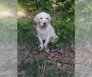 Labrador Retriever Puppy for sale in PLEASANT GARDEN, NC, USA