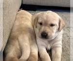 Small Photo #5 Labrador Retriever Puppy For Sale in NEW CANEY, TX, USA