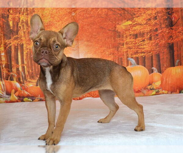 Medium Photo #1 French Bulldog-Unknown Mix Puppy For Sale in Oroville, CA, USA