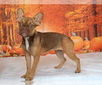 Small French Bulldog Mix